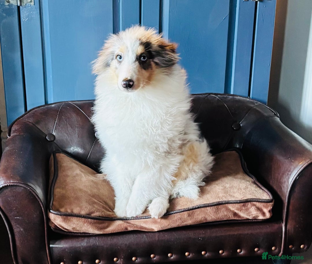 Shetland Sheepdog dogs for sale: Beautiful blue Merle boy puppy  - Advert 8