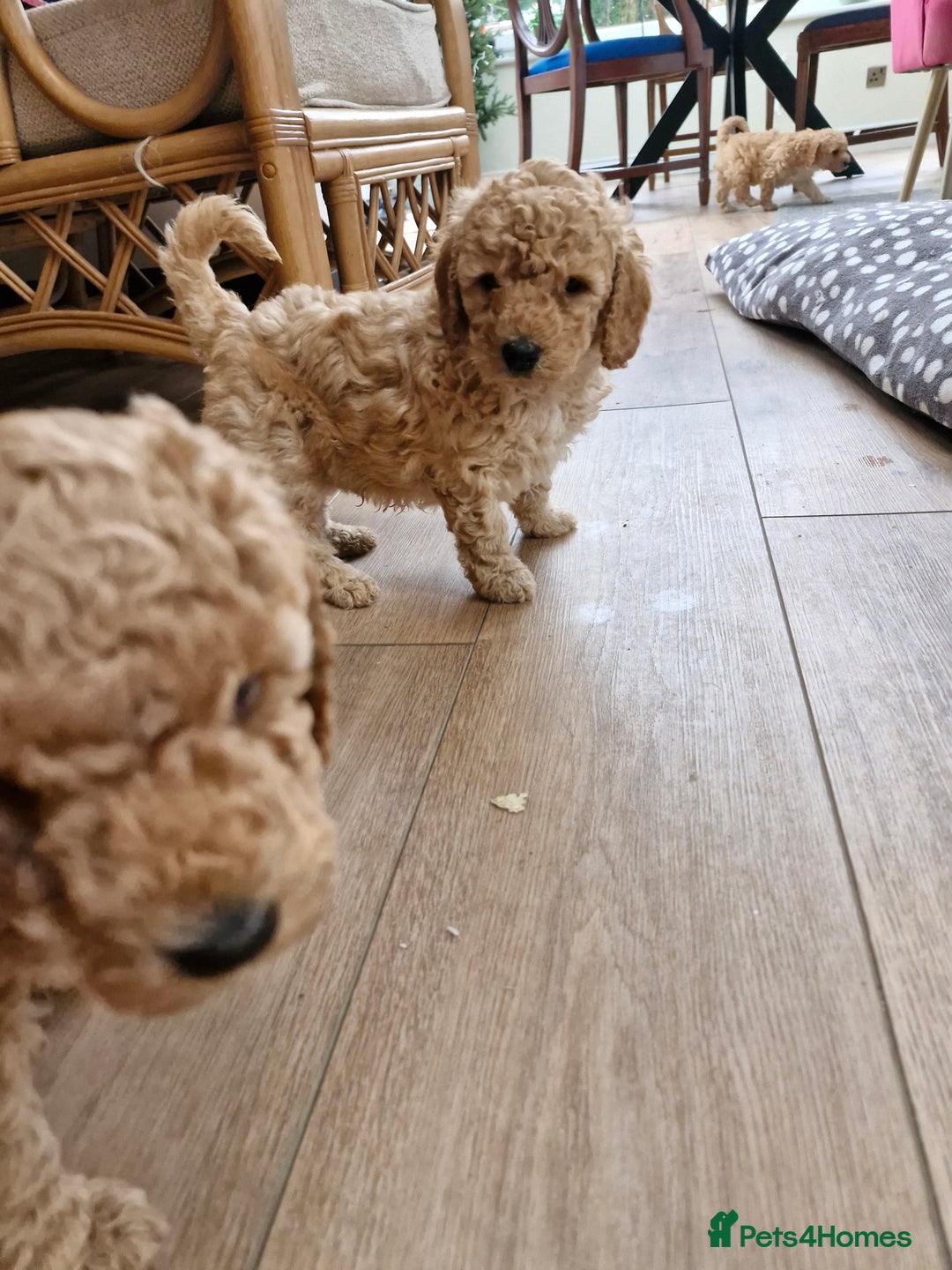 Miniature Poodle dogs for sale: Outstanding Show Quality MInature Poodles - Advert 16