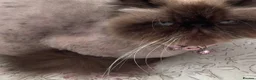 Persian cats for sale: Persian cat looking for forever home  - Advert 2