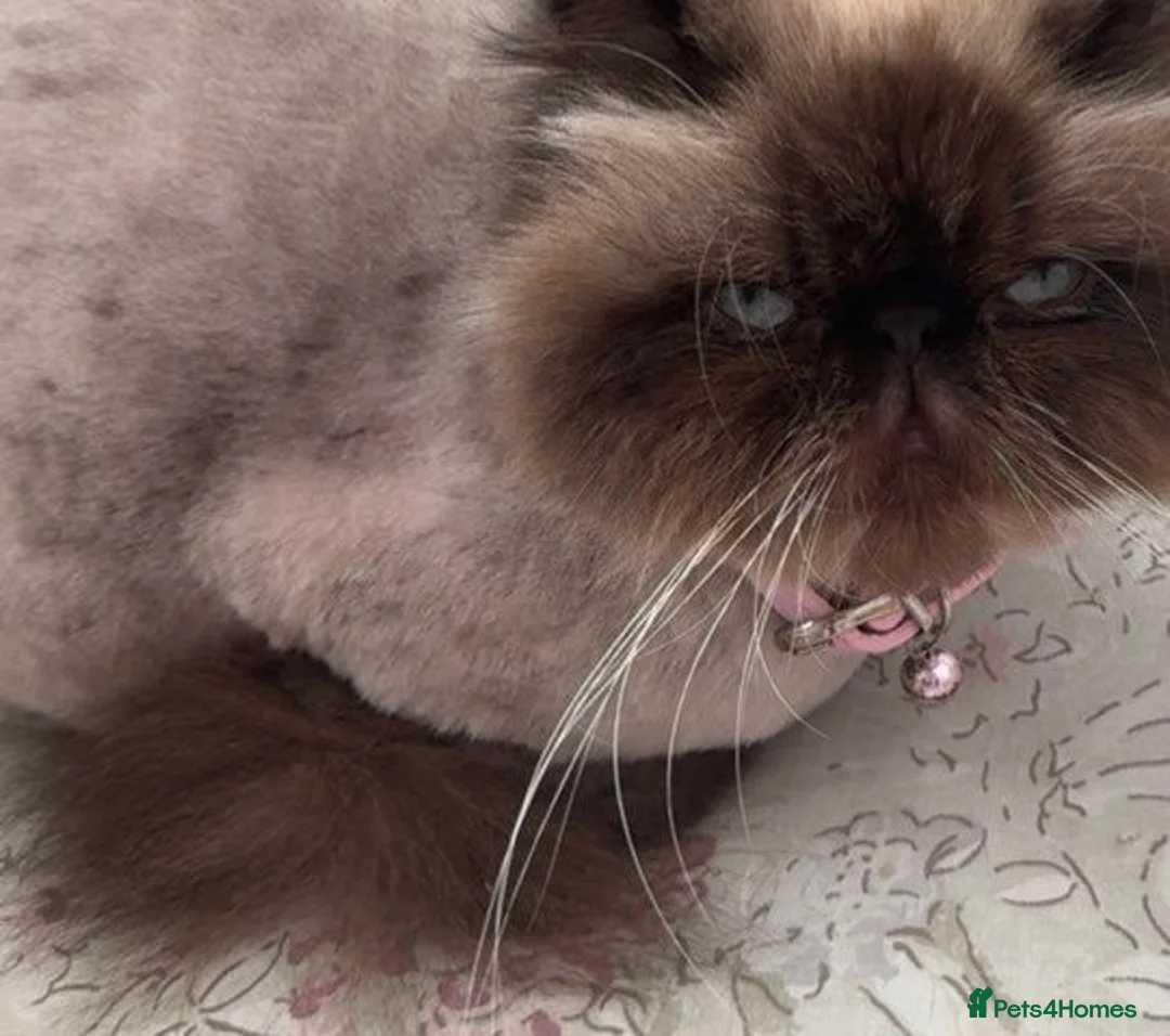 Persian cats for sale: Persian cat looking for forever home  - Advert 2