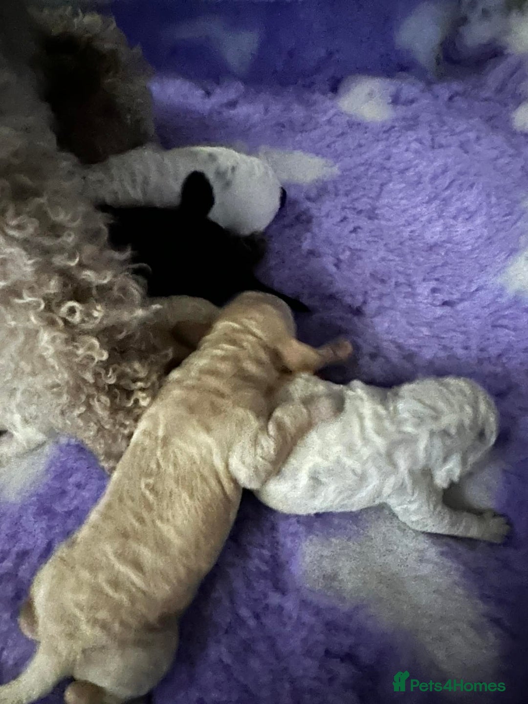 Cavapoo dogs for sale: F1b cavapoo pups extensively health tested - Advert 7