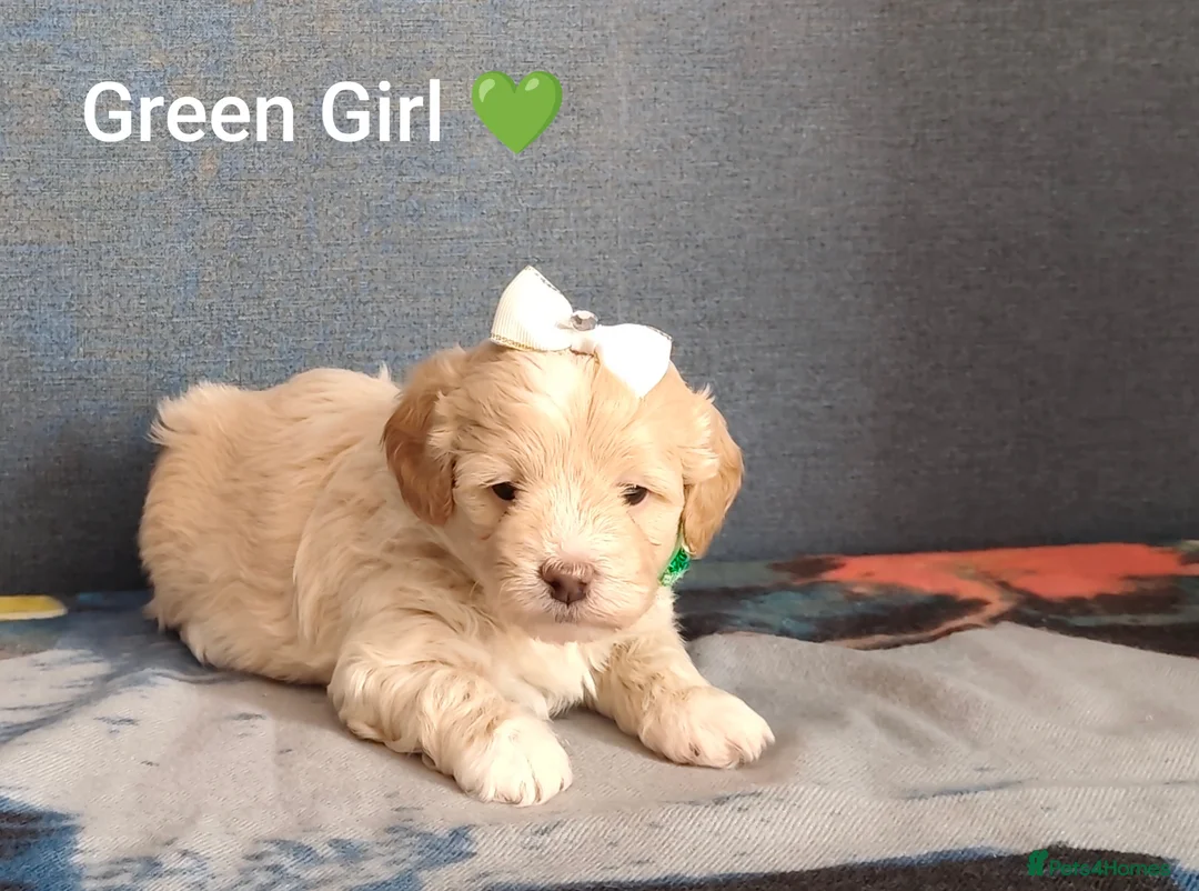 Maltipoo dogs for sale: Adorable F1 Maltipoo Puppies  in Bolton - Advert 2