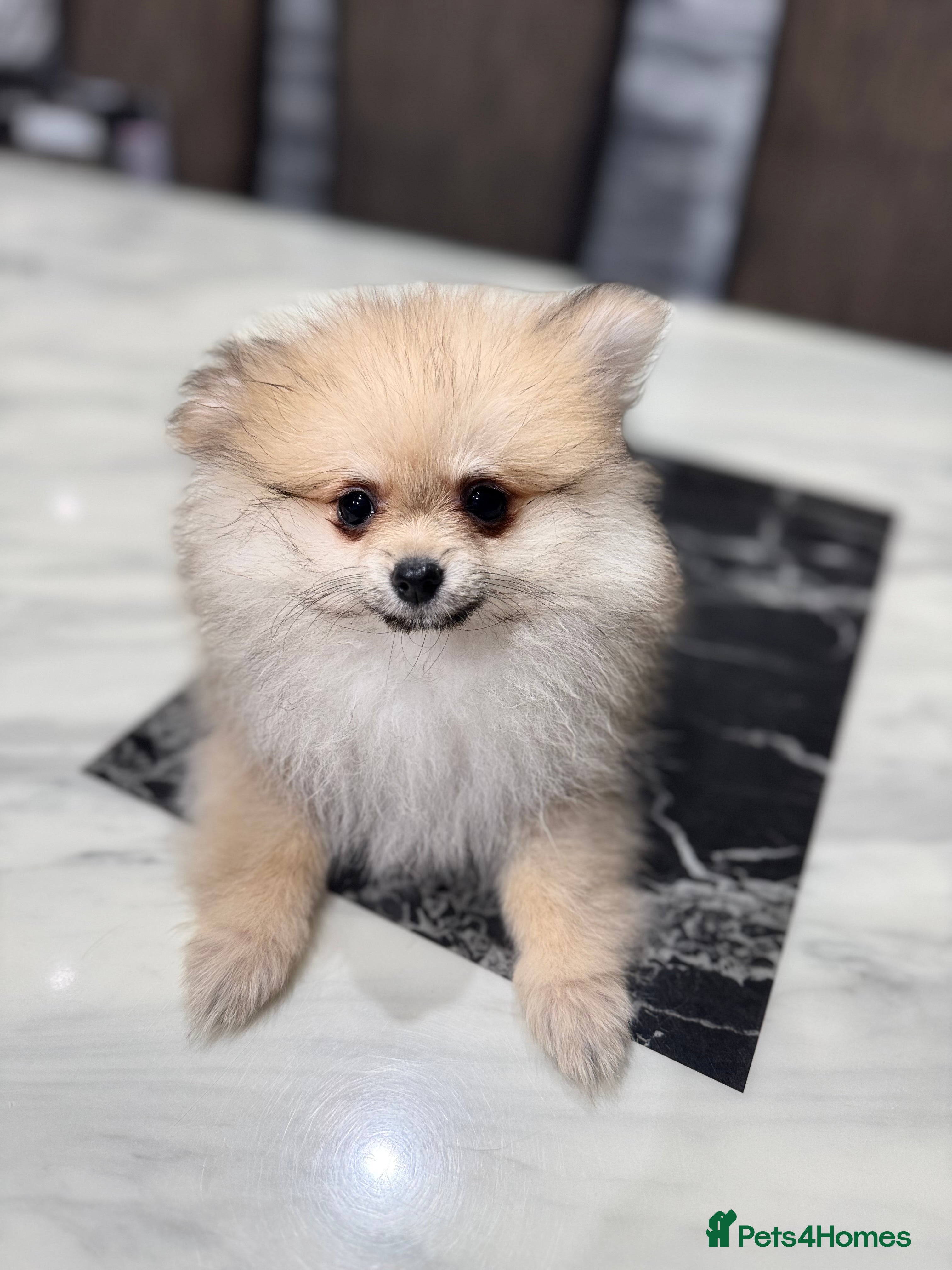 Pomeranian dogs ‼️Last boy,KC registered‼️ - Advert 5