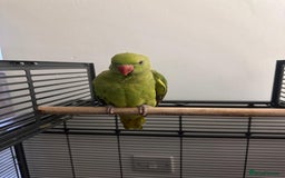 Ringnecks birds for sale: Hand reared male indian ringneck - Image 9