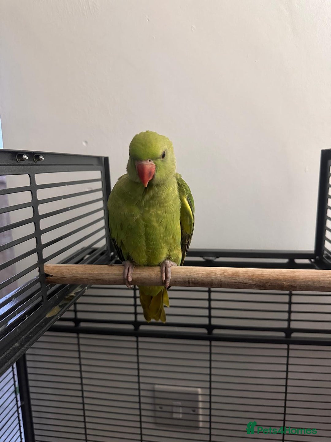 Ringnecks birds for sale: Hand reared male indian ringneck - Image 9