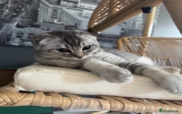 Scottish Fold cats for sale: Scottish Fold Kittens Ready for Permanent Homes ✨ - Image 16