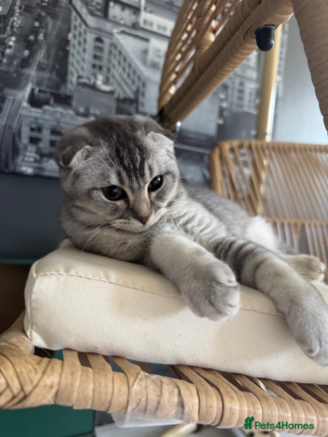 Scottish Fold cats for sale: Scottish Fold Kittens Ready for Permanent Homes ✨ - Image 16