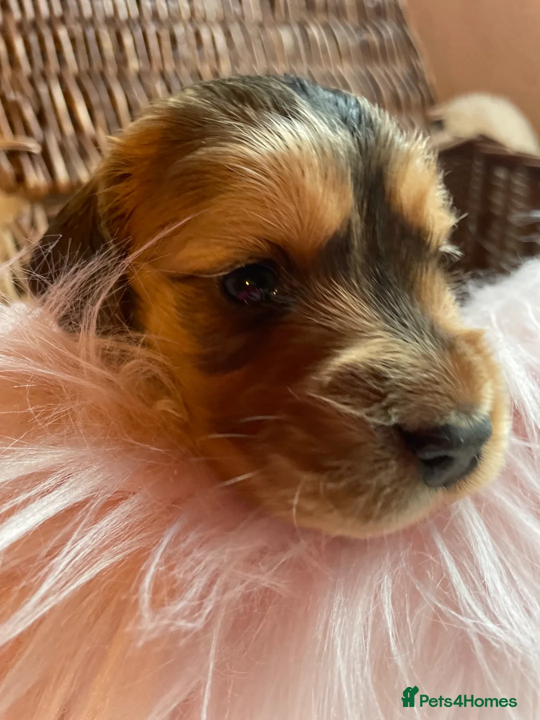 Mixed Breed dogs for sale: V.RARE ! Miniature GOLDEN RETRIEVERS(Dakota sport) - Advert 18