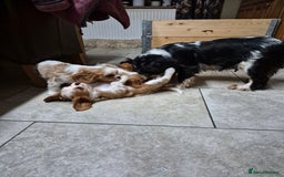 Cavalier King Charles Spaniel dogs for sale: Blenheim Cavalier King Charles spaniel puppies  - Image 2