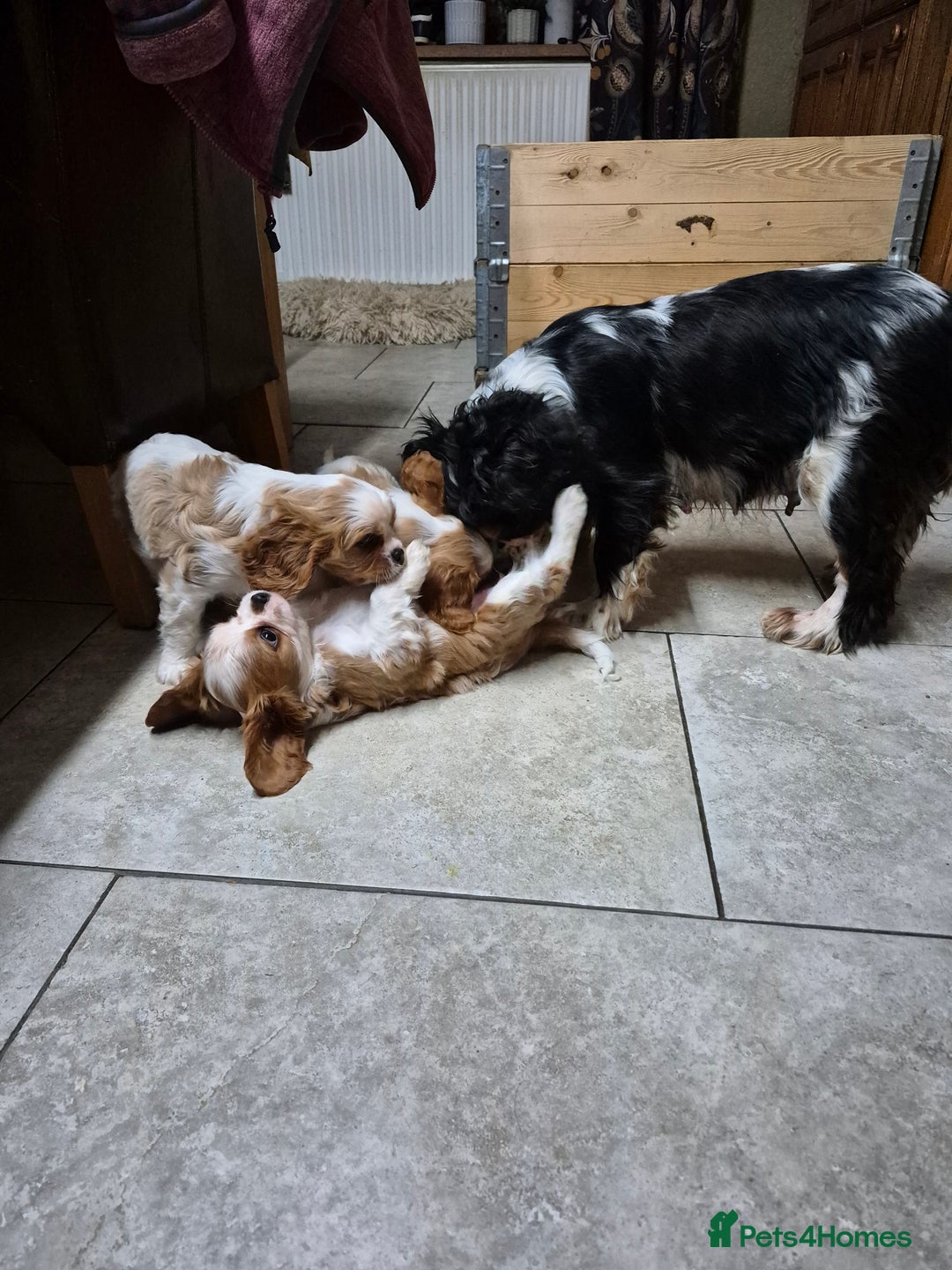 Cavalier King Charles Spaniel dogs for sale: Blenheim Cavalier King Charles spaniel puppies  - Image 2