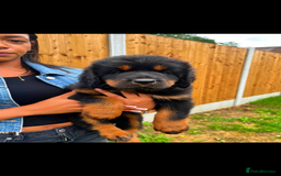 Tibetan Mastiff dogs for sale: 6 Tibetan Mastiff Puppies - Image 24