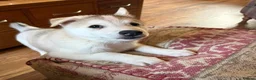 Siberian Husky dogs for sale: Charismatic Companions Ready to Make You Smile in Leeds - Advert 2