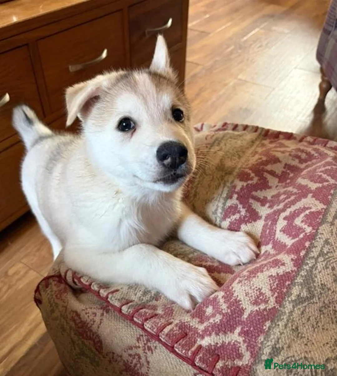 Siberian Husky dogs for sale: Charismatic Companions Ready to Make You Smile in Leeds - Advert 2