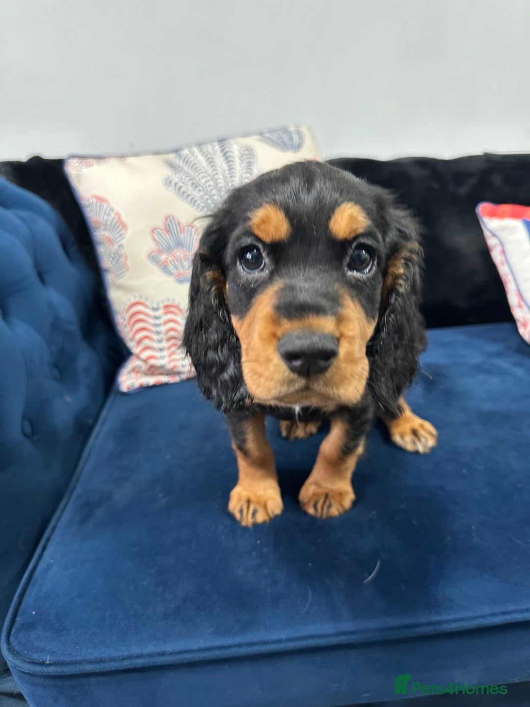 Cocker Spaniel dogs for sale: LAST BEAUTIFUL COCKER SPANIEL GIRL  - Image 9