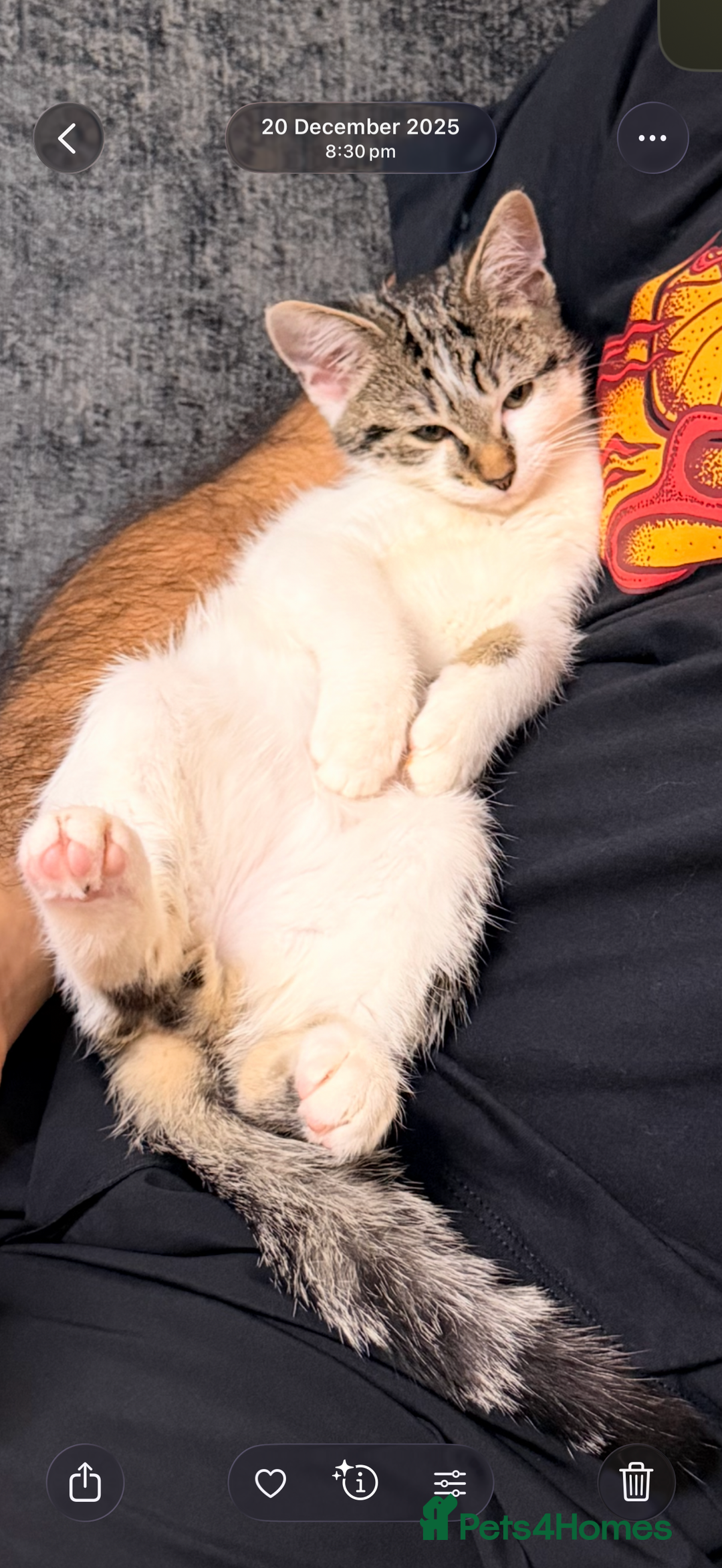 Domestic Shorthair cats for sale: Looking for a new home for Milo  - Advert 3