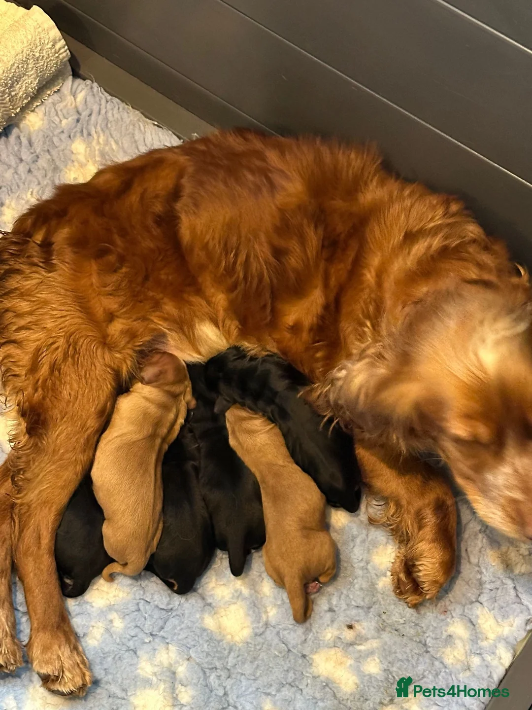 Cocker Spaniel dogs for stud: KC REGISTERED COCKER SPANIEL STUD in Worcester - Advert 21