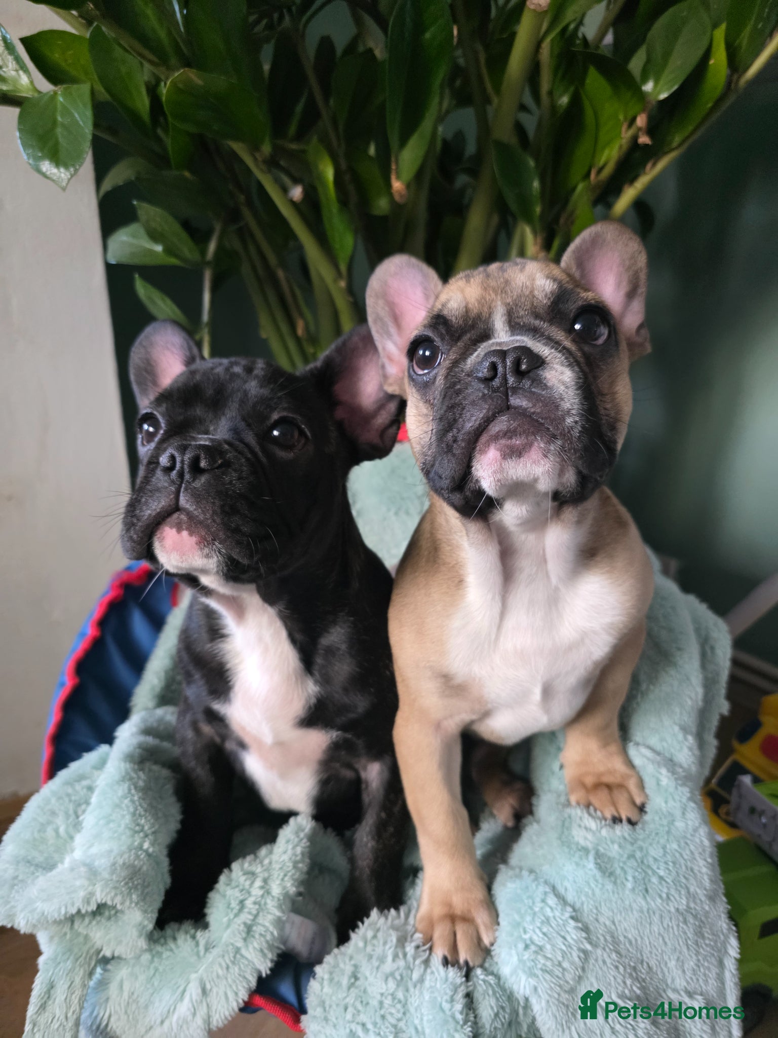 French Bulldog dogs Beautiful French bulldog  - Advert 1