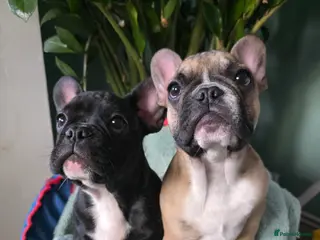 French Bulldog dogs Beautiful French bulldog - Advert 1