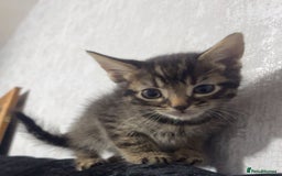Maine Coon cats for sale: Maine coon x kittens  - Image 9