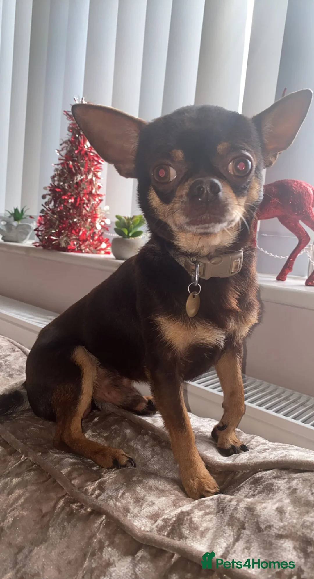 Chihuahua dogs for stud: Proven stud many times in King's Lynn - Advert 5