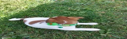 Jack Russell dogs for sale: Adorable 1 BOY LEFT Jack Russell  - Advert 4