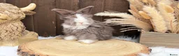 Angora rabbits for sale: PURE PEDIGREE|ENGLISH ANGORA - Advert 9