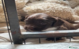 Cocker Spaniel dogs for sale: Working type cocker spaniel puppies  - Image 6