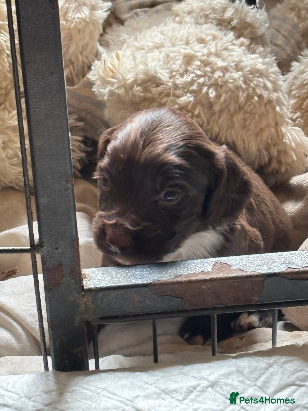Cocker Spaniel dogs for sale: Working type cocker spaniel puppies  - Image 6