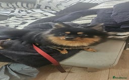 Pomeranian dogs for stud: Stud Pomeranian - Image 1