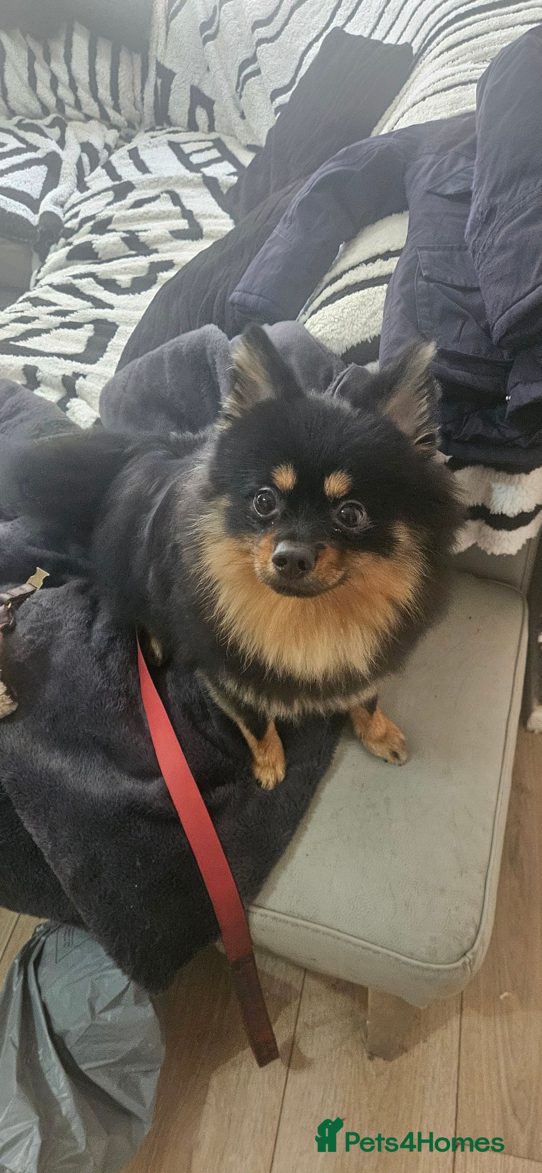 Pomeranian dogs for stud: Stud Pomeranian - Image 1