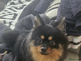 Pomeranian dogs - Advert 5