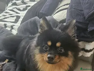 Pomeranian dogs Stud Pomeranian - Advert 9