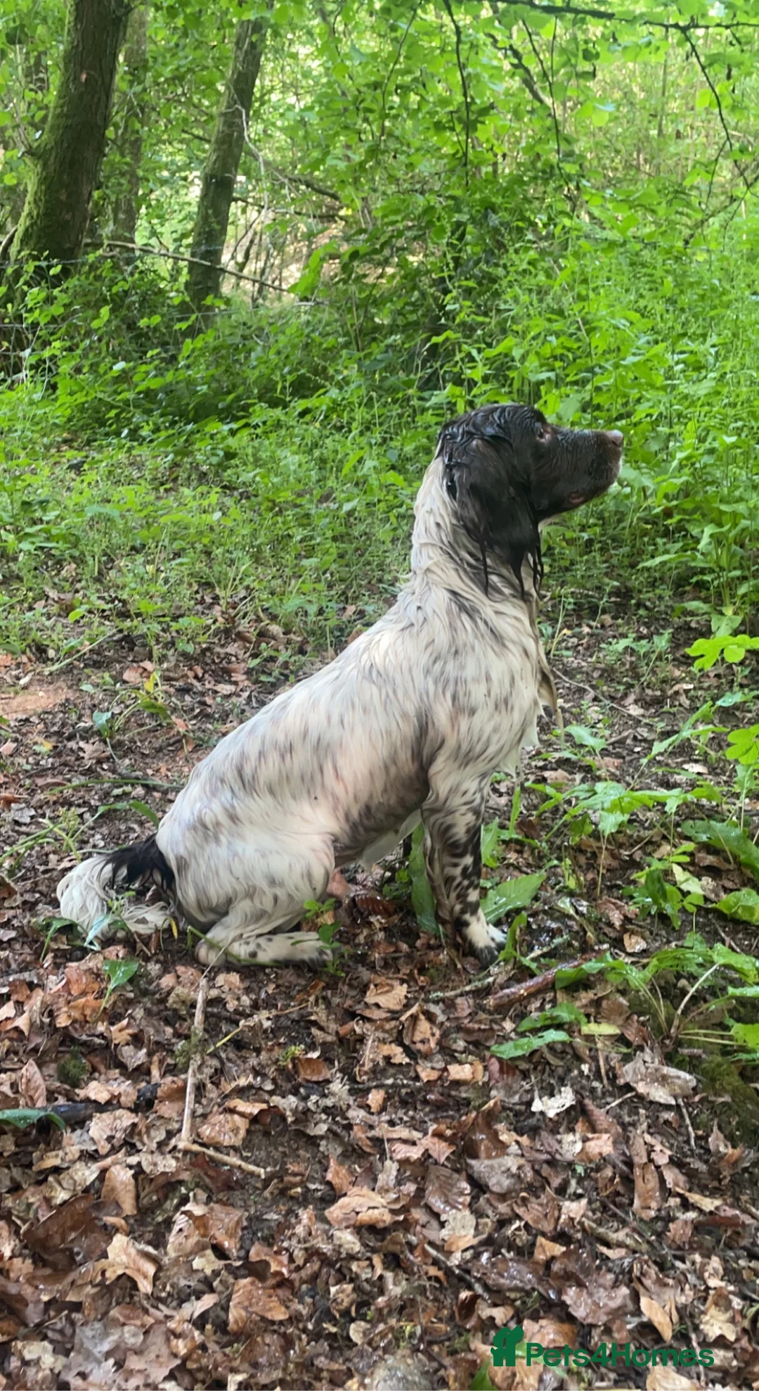 English Springer Spaniel dogs for stud: ESS for stud - Advert 9