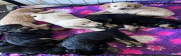 Mixed Breed dogs for sale: Delightful Double Doodles  in Crewe - Advert 18