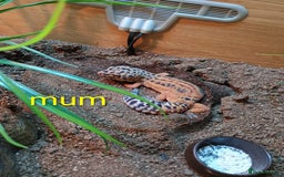Leopard Gecko reptiles for sale: Baby leopard geckos  - Image 4