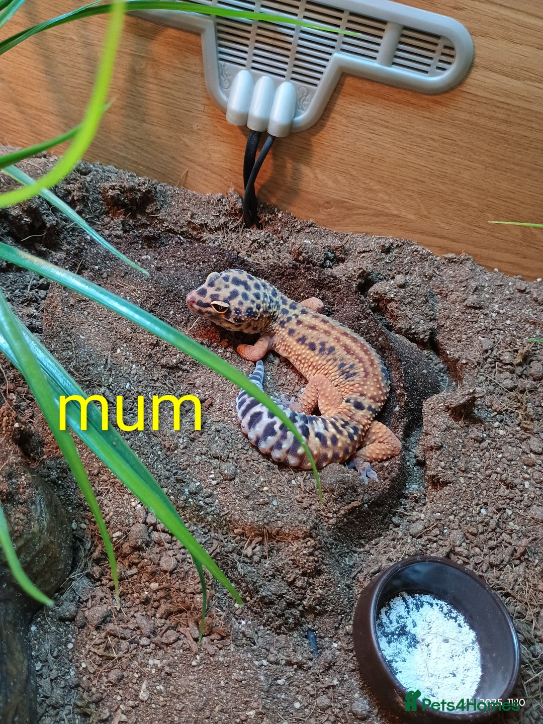 Leopard Gecko reptiles for sale: Baby leopard geckos  - Image 4