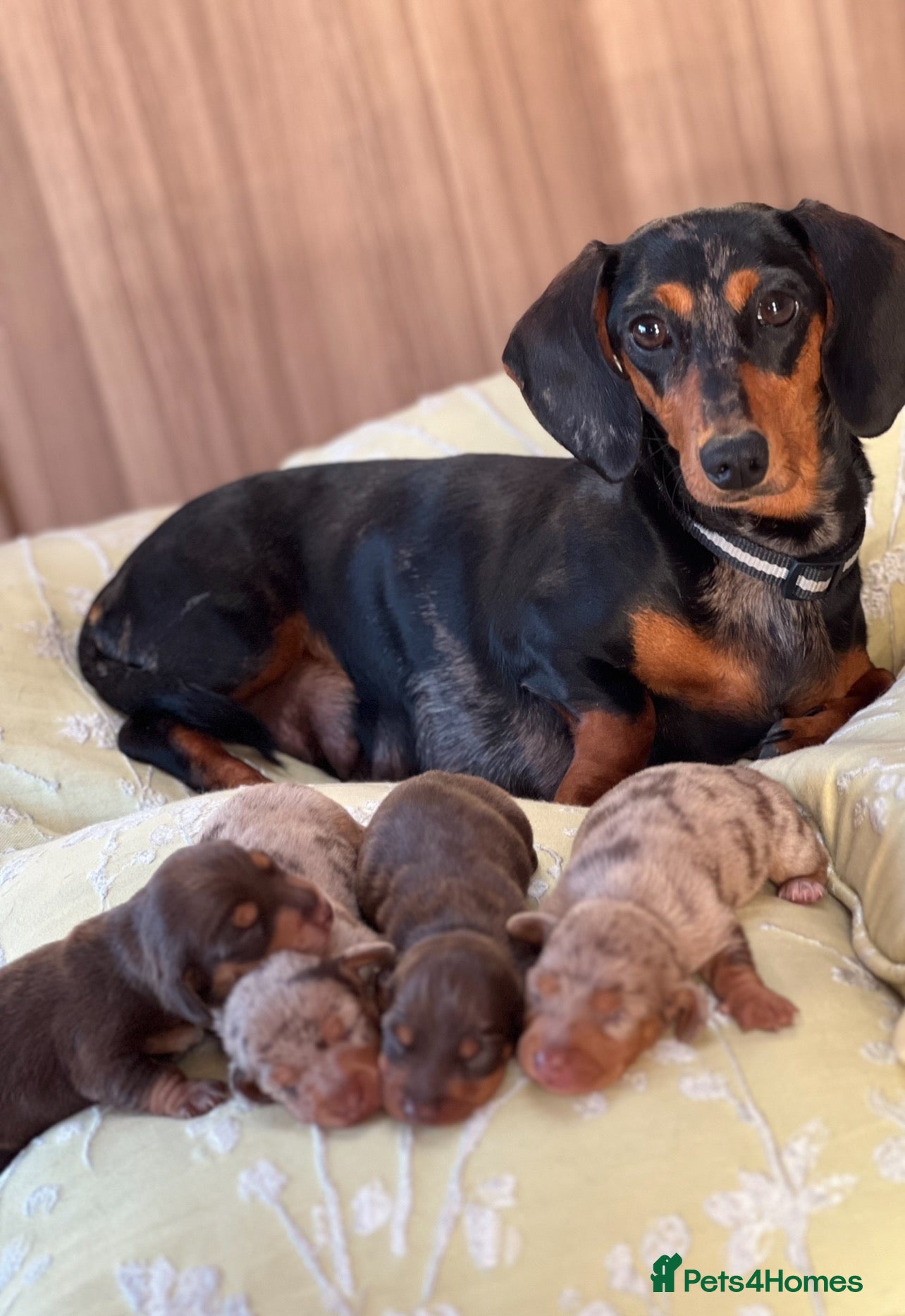 Miniature Dachshund dogs Beautiful miniature dachshund puppies - Advert 11