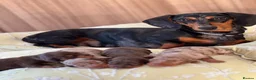 Miniature Dachshund dogs for sale: Beautiful miniature dachshund puppies - Advert 1