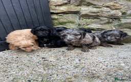 Cockapoo dogs for sale: BEAUTIFULL F1 COCKAPOO PUPPYS - Advert 3