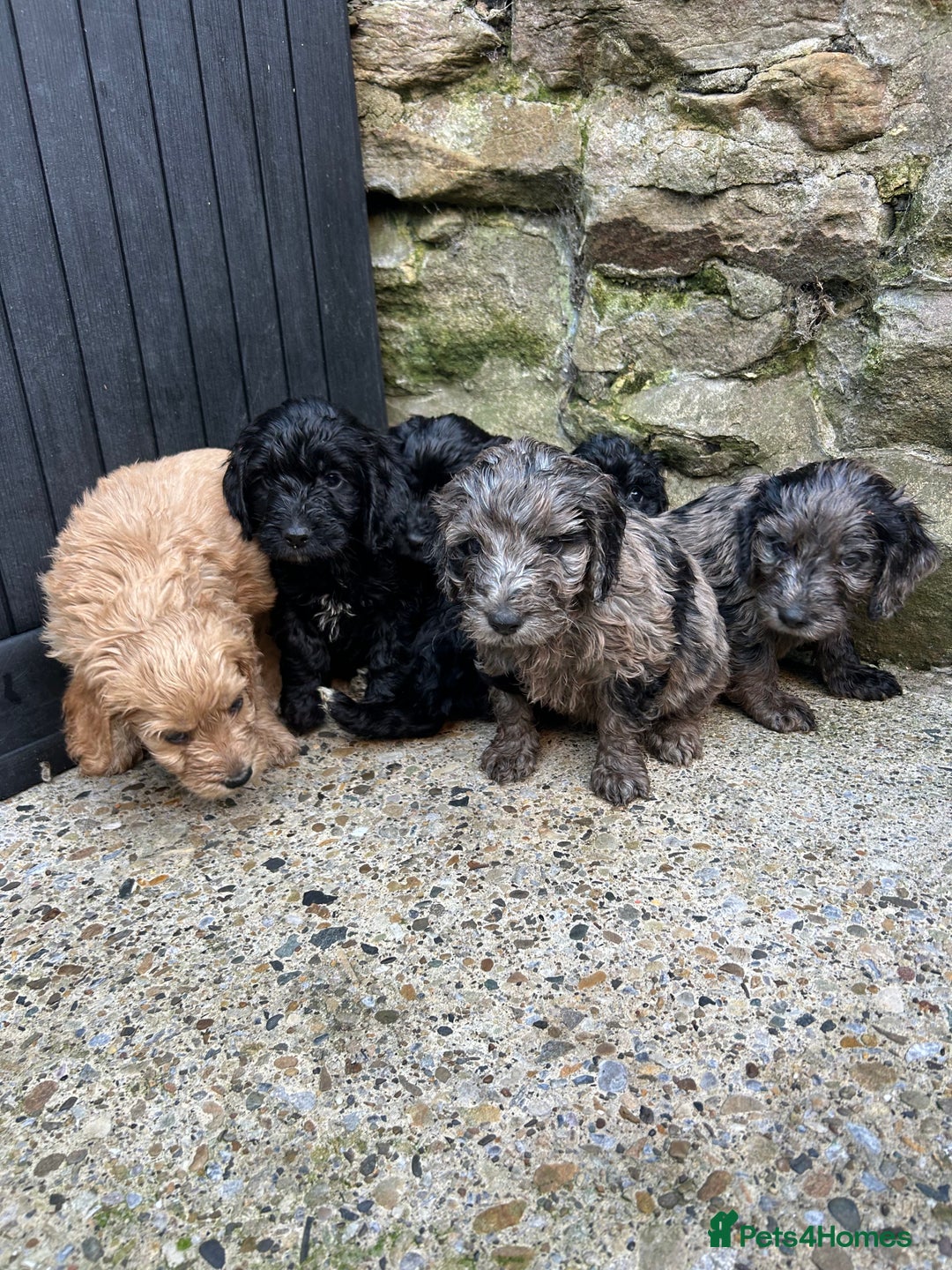 Cockapoo dogs for sale: BEAUTIFULL F1 COCKAPOO PUPPYS - Advert 3