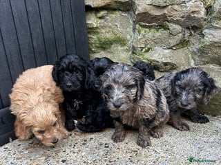 Cockapoo dogs BEAUTIFULL F1 COCKAPOO PUPPYS - Advert 6