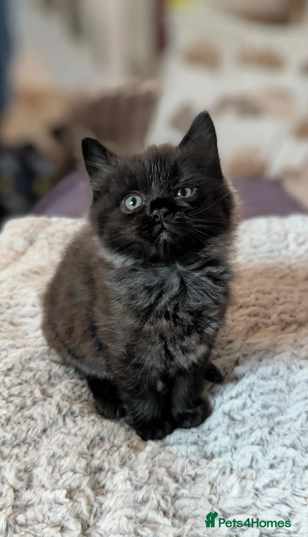 Ragcoon cats for sale: Stunning Ragcoon girl, Maine coon Dad Ragdoll Mum - Advert 2