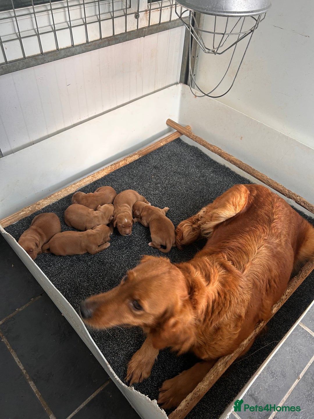 Golden Retriever dogs for sale: Dark Red Working Golden Retriever puppies  - Advert 3