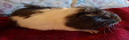 Guinea Pig rodents for sale: Beautiful Baby Guinea-pigs ready Now  - Advert 7