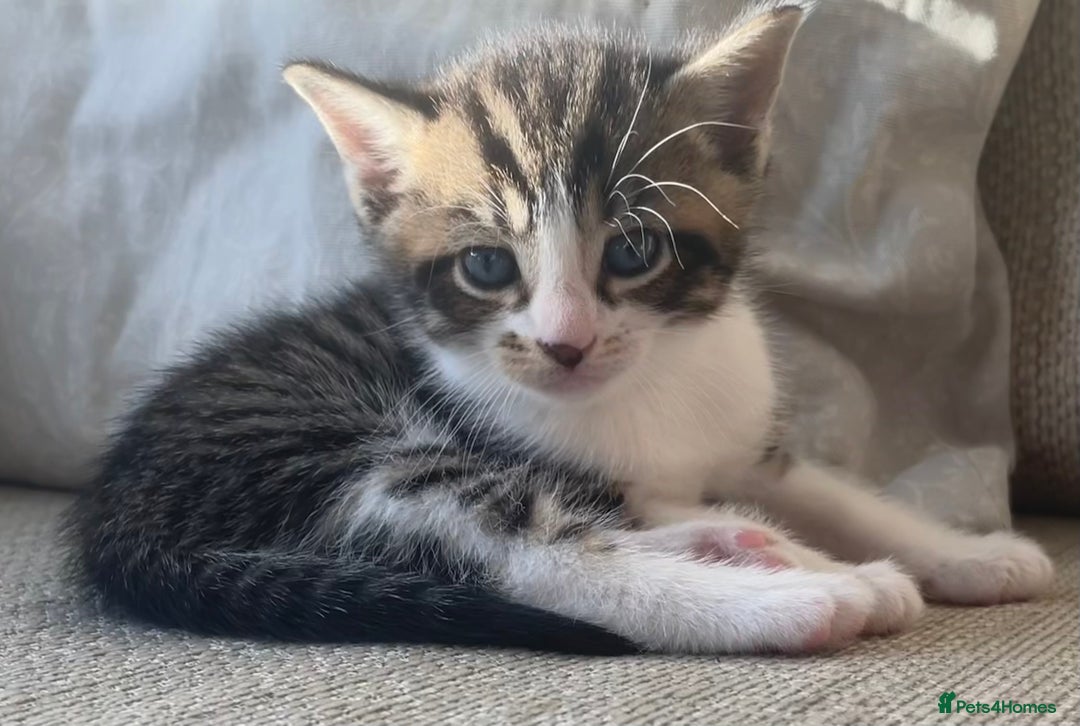 Mixed Breed cats for sale: 4 gorgeous mixed breed kittens - Image 7