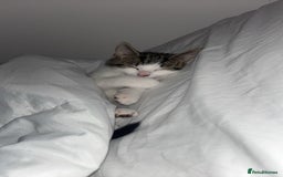 Domestic Shorthair cats for sale: 12 week old kitten - Image 2