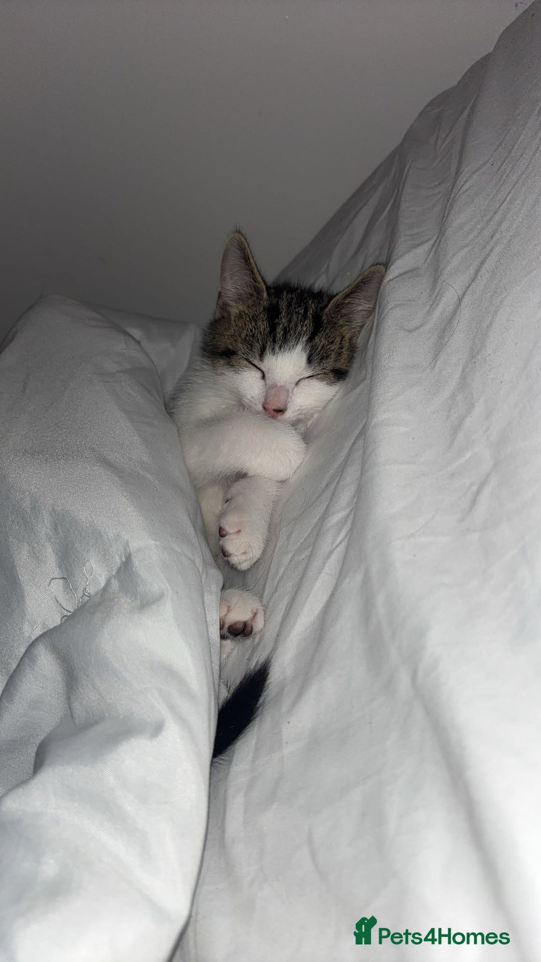 Domestic Shorthair cats for sale: 12 week old kitten - Image 2