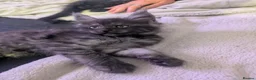 Maine Coon cats for sale: Exceptional Maine Coon Kittens for Loving Homes - Advert 25