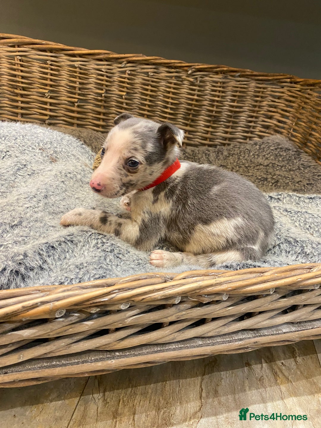 Mixed Breed dogs for sale: Beautiful merle whippet x collie puppies  - Advert 22