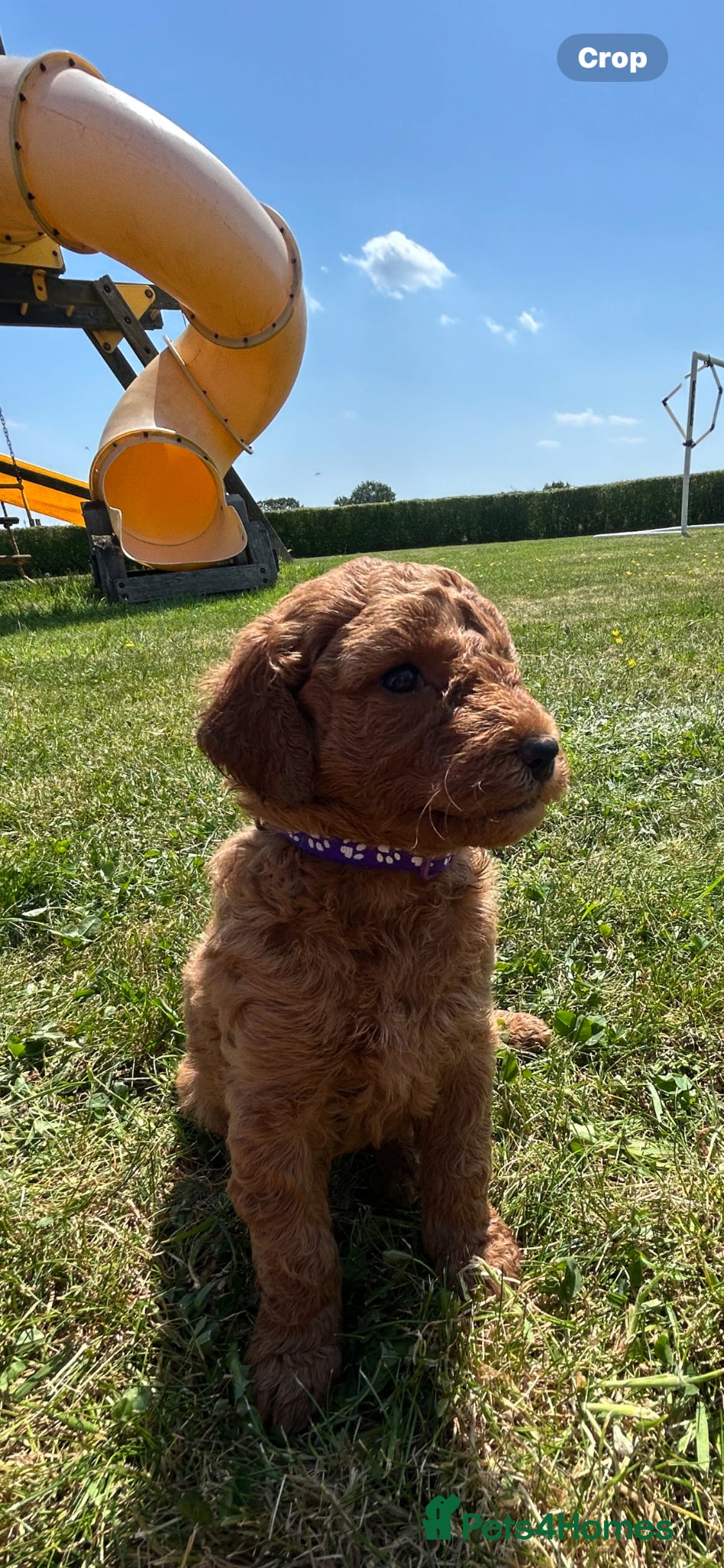 Labradoodle dogs Ready F1b labradoodle curl red health test parent  - Advert 2